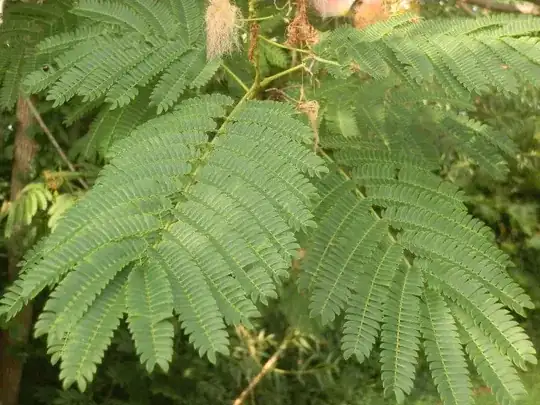 silktree leaf