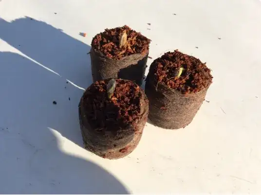 leaves with holes