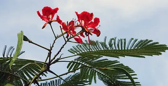 Flowers of Delonix regia