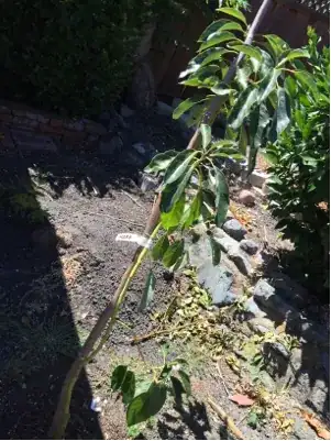 Plant