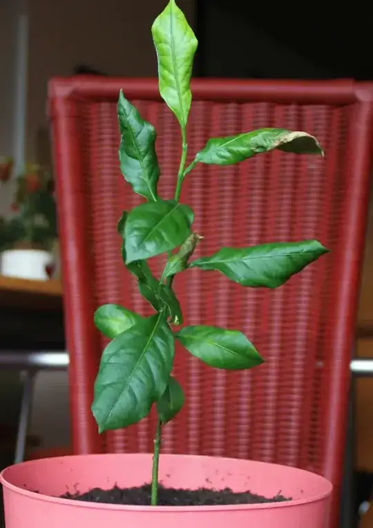 General look of my baby lemon tree