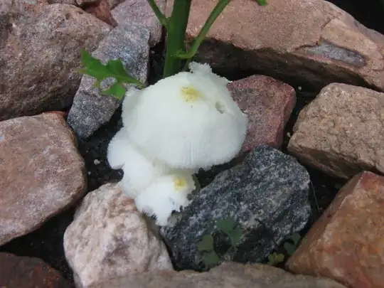 Mushroom in Planter.