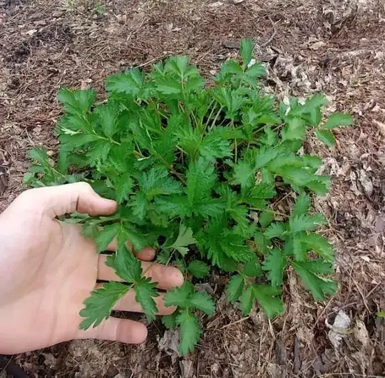 Strawberry plant that doesn't look like my others.