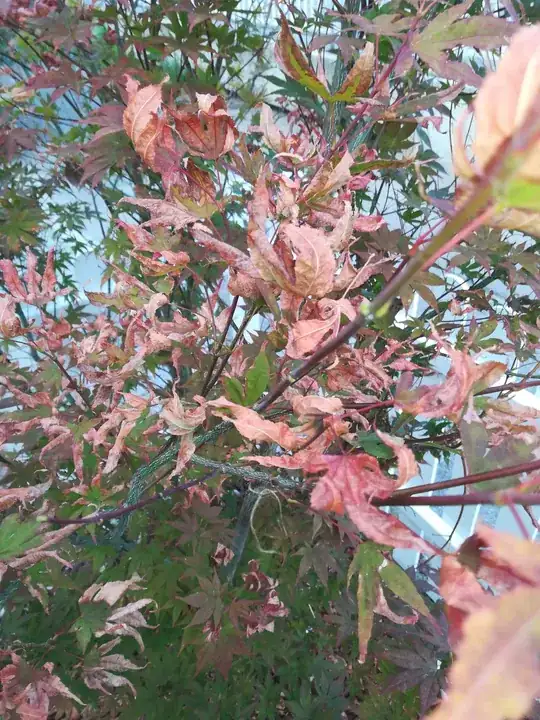 More curled leaves