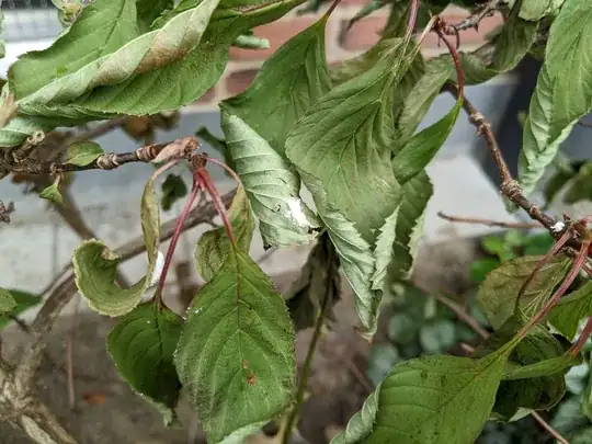 plant