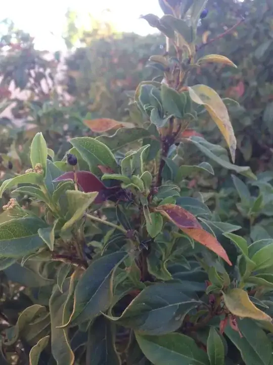 Tree two