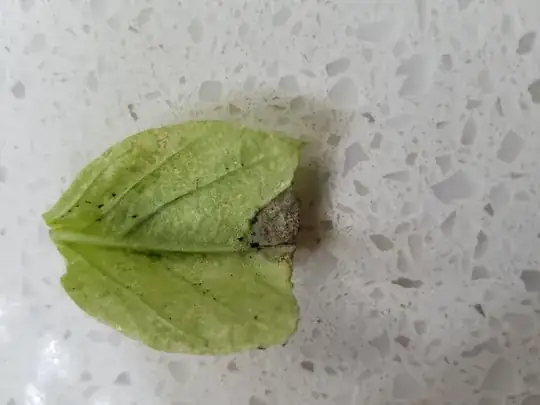 Bottom side of the leaves