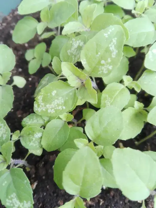 White spots Ocimum tenuiflorum