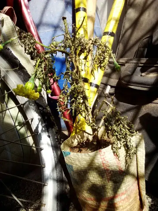 Dying Marigold Plant
