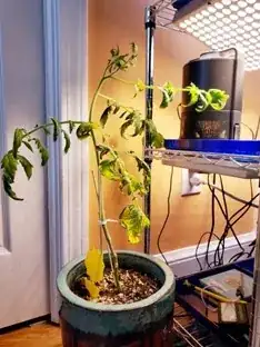 Potted tomato plant