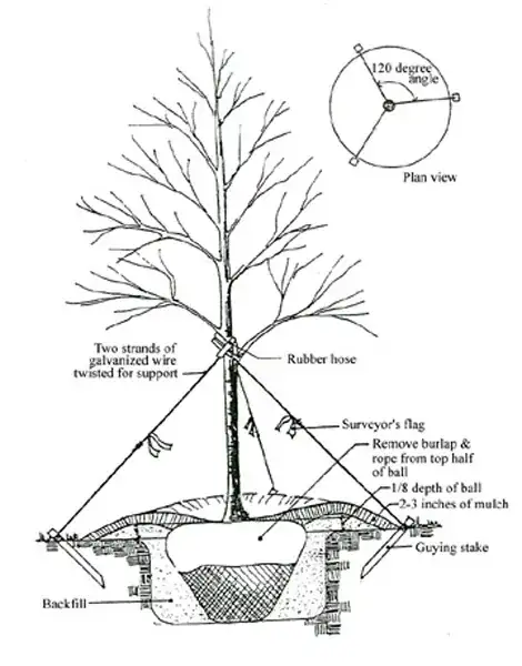 http://www.ag.auburn.edu/