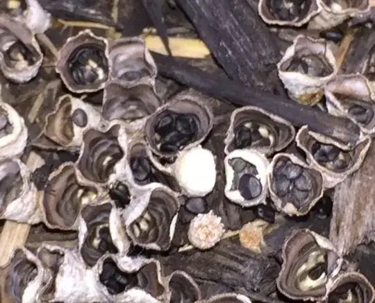 Zoom and Crop of fruiting fungus