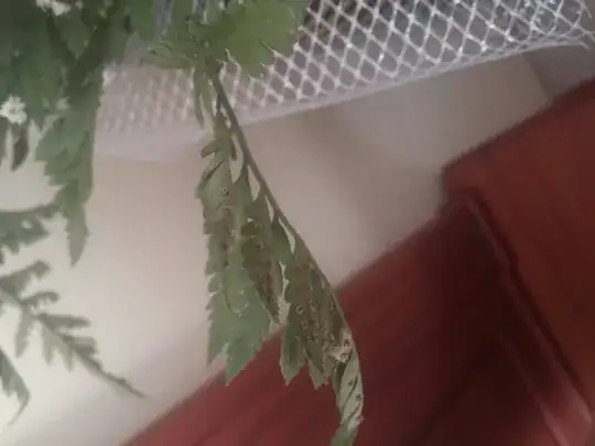 leaves