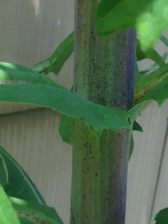 Stem