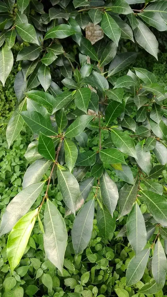 hard leaf texture