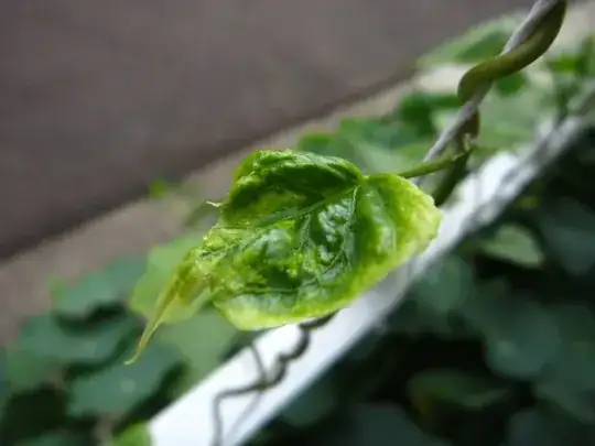 morning glory leaf 1