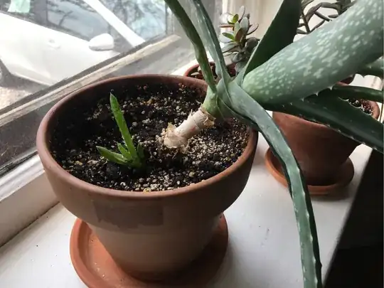 roots with maggots