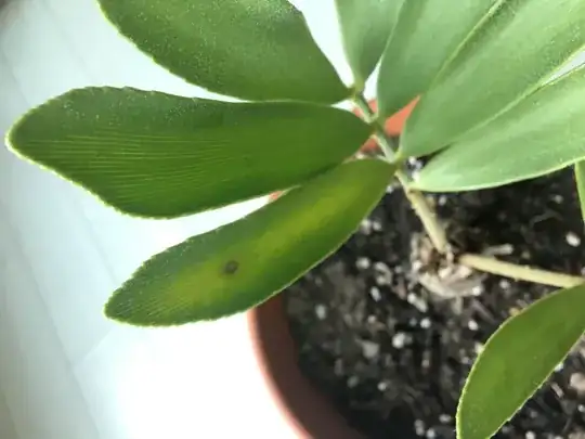 Current status of cardboard cycad