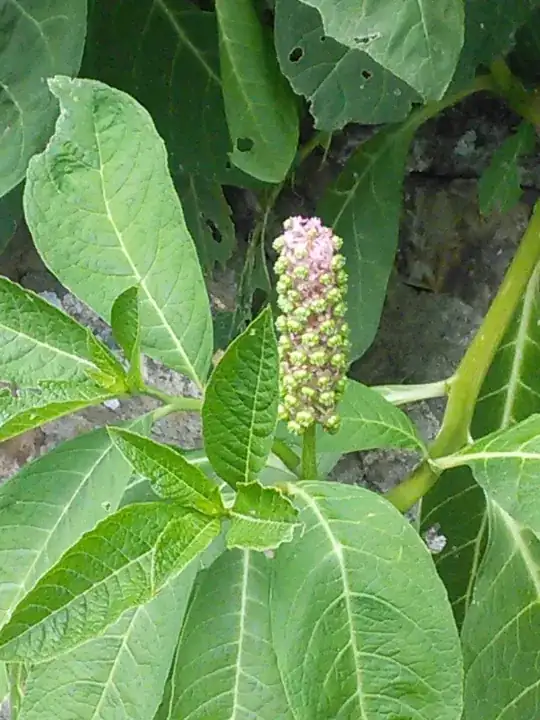 Album flowers.