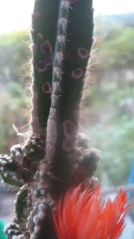 "burnt"-looking spots on fairy castle cactus 2