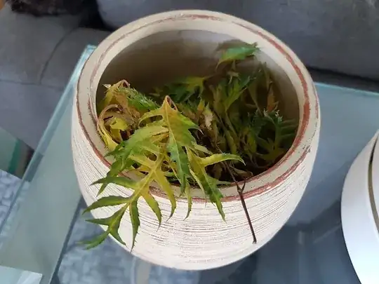 Dropped branches