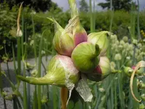 bulbilli