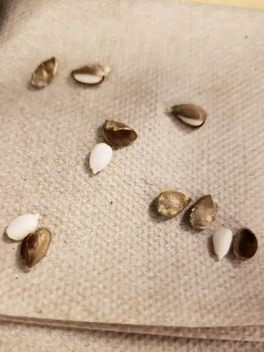 apple seeds