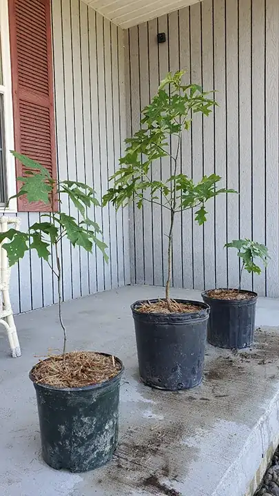 oak trees in pots