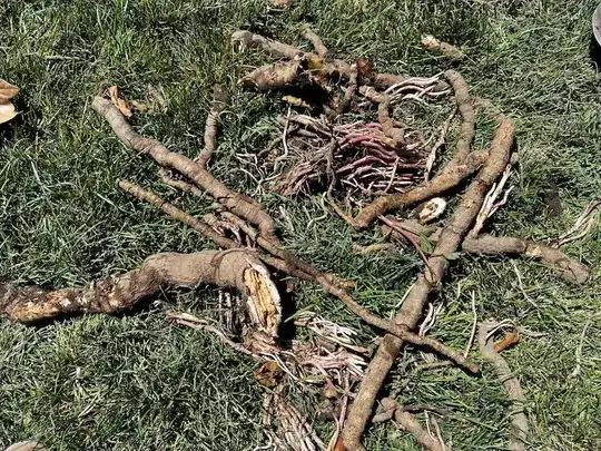 Roots