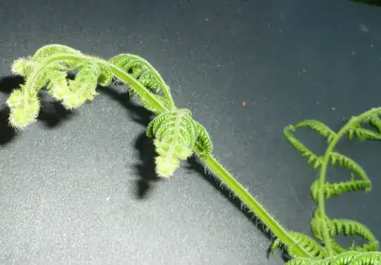 baby frond