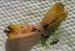 Schlumbergera seeds