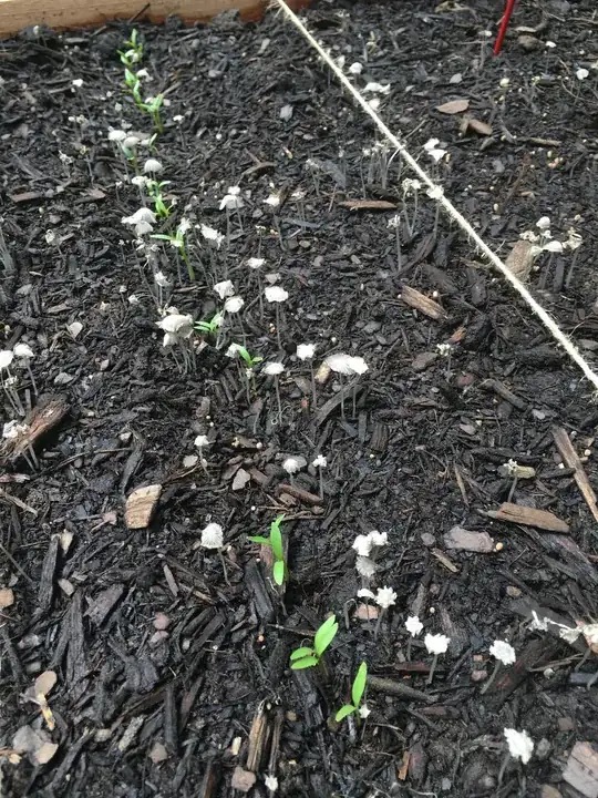 Mushrooms
