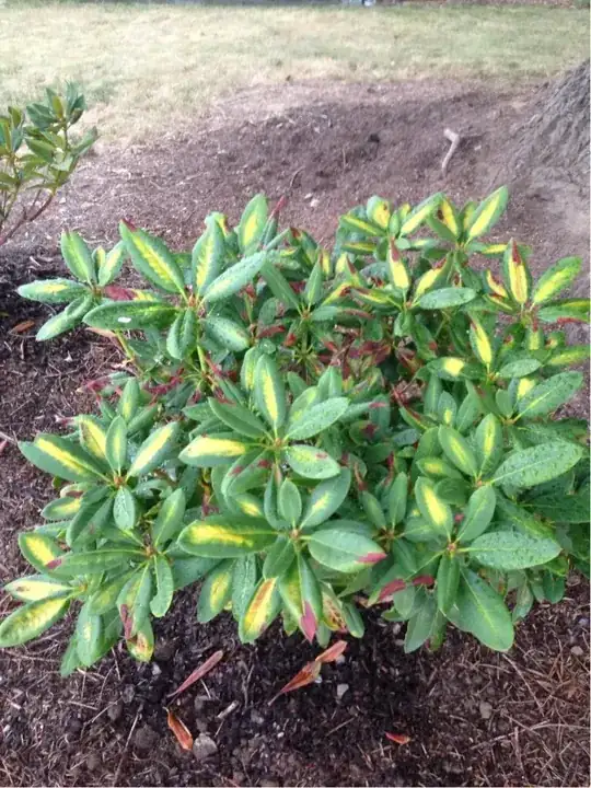 full plant
