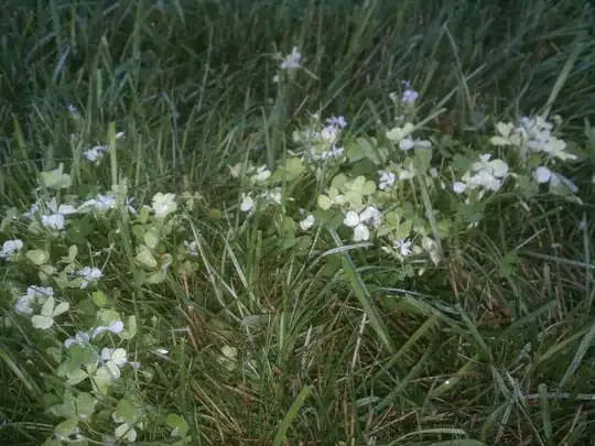 Clover