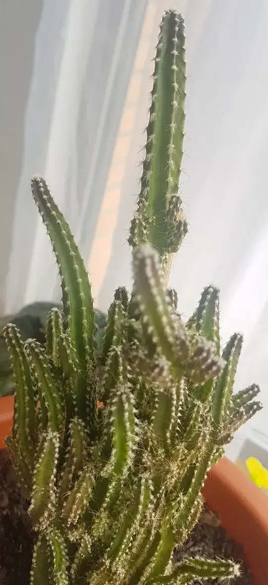 With natural light