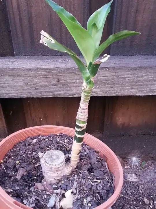 Unknown Plant