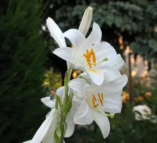 madonna lily courtesy of wikimedia.org