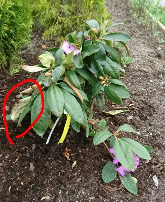 rhododendron