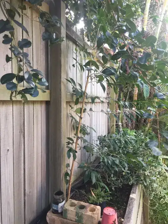 First tree, from the side