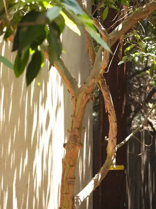 trunk