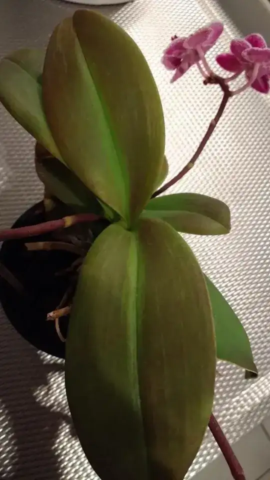 little leaves growing