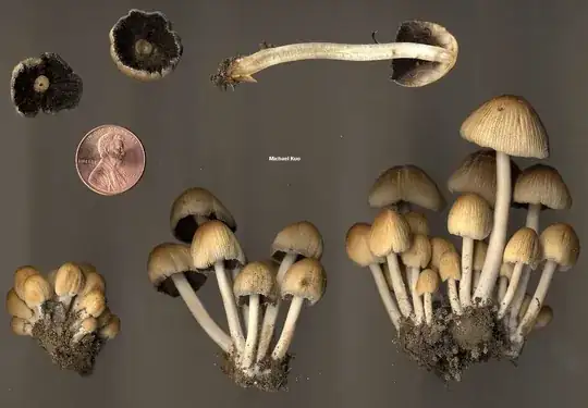 coprinus