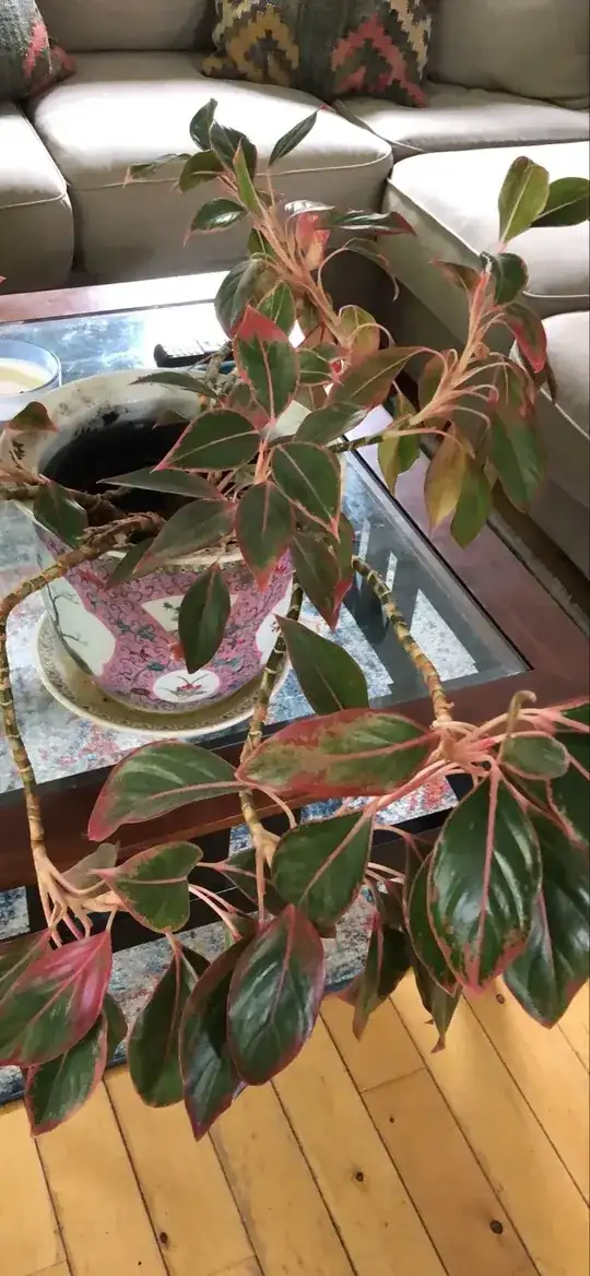 Aglaonema plant with extended stems