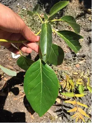 Leaf near base of the trunk
