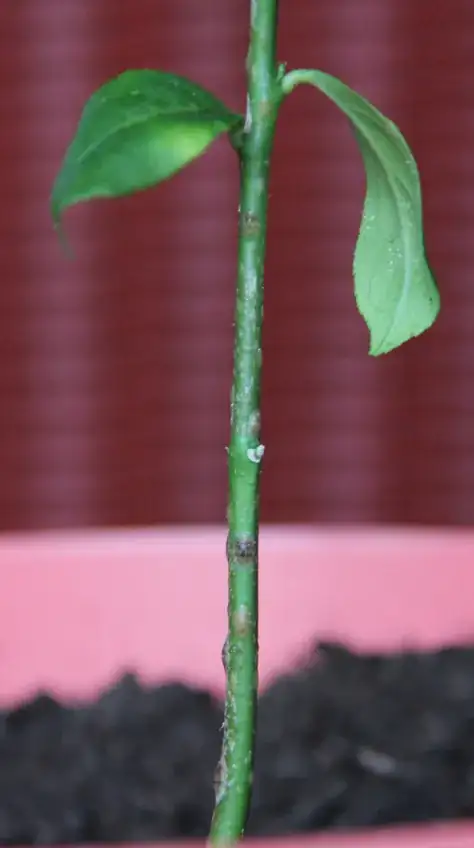 Unhealthy looking stem