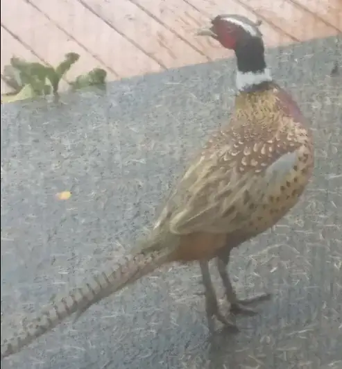 Bird picture 1