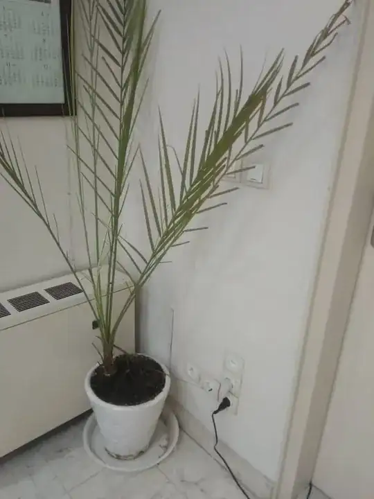 Wider view of the plant