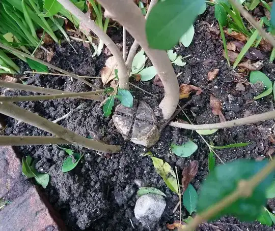 Stump