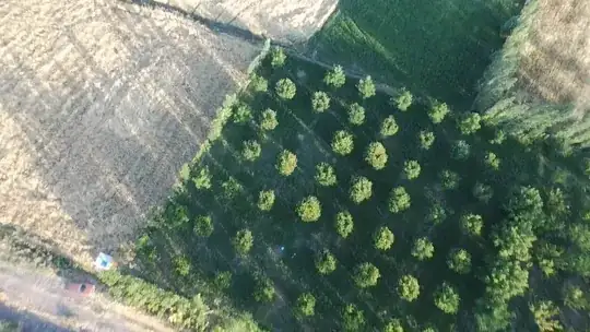 Orchard