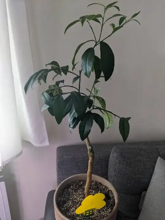 tree